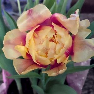 Meet your Posher, Marie